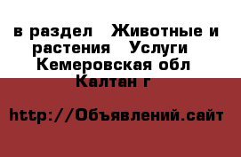  в раздел : Животные и растения » Услуги . Кемеровская обл.,Калтан г.